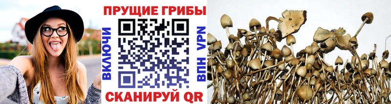 Псилоцибиновые грибы Cubensis  Ревда 